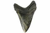 Serrated, Fossil Megalodon Tooth - South Carolina #170480-1